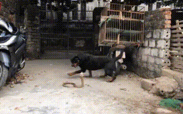 Video: Bị chó dữ Rottweiler lao vào cắn xé, hổ mang Trung Quốc đau đớn quằn quại