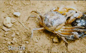 Video: Bọ cạp hoàng đế hạ gục cua, truy sát đối thủ tới cùng