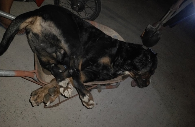 Kinh hãi cảnh chó Pitbull nặng gần 60kg bị rắn hổ mang cắn chết tại chỗ