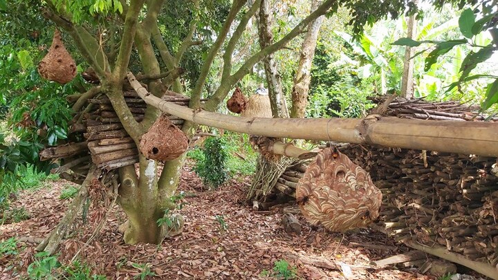 Bị đàn ong vò vẽ nhà hàng xóm đốt 50 nốt, bé trai 2 tuổi tử vong thương tâm