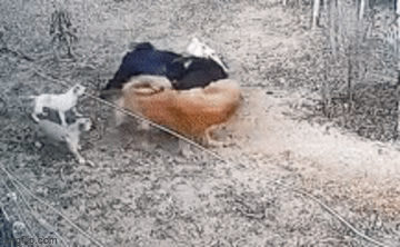 Video: Chó Rottweiler bị chó ngao Tây Tạng tấn công, kết cục sẽ ra sao?