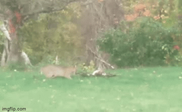 Video: Linh miêu kịch chiến diều hâu, kẻ nào sẽ chiến thắng?