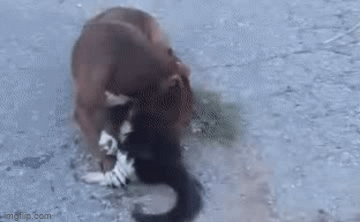 Video: Bị chó Pitbull tấn công, mèo có thể thoát được cặp hàm tử thần của kẻ thù?