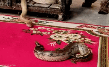 Video: Bị hổ mang chúa háu đói tấn công, trăn cộc nhận cái kết bi thảm