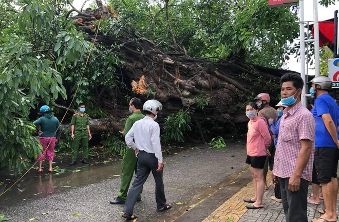 Cây đa cổ thụ hơn 200 tuổi bật gốc, người phụ nữ đi xe máy bị đè tử vong