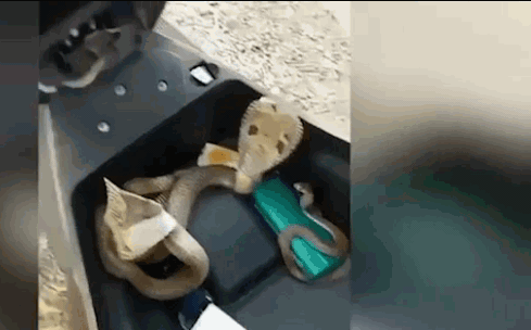 Video: Hoảng hồn cảnh 3 con rắn hổ mang kịch độc ngóc đầu từ cốp xe tấn công người