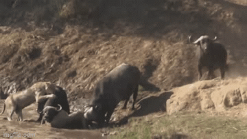 Video: To gan lao vào tấn công 600 con trâu rừng, 2 sư tử cái nhận cái kết thảm thương