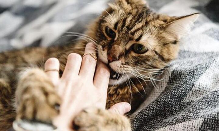 Bị mèo cắn, thiếu nữ 16 tuổi ở Buôn Ma Thuột tử vong