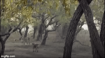 Video: Màn đối đầu kịch tính giữa chó hoang và sư tử