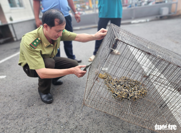 Trăn gấm dài gần 2m bò vào trường học ở TP.HCM