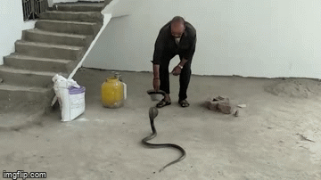 Video: Người đàn ông dùng tay không bắt rắn hổ mang