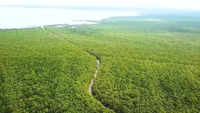 Vì sao nguyên Giám đốc Vườn quốc gia Mũi Cà Mau bị bắt giam?