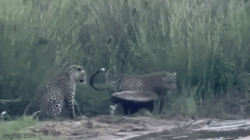 Video: Lửng mật đối đầu với 3 con báo hoa mai và cái kết khó tin