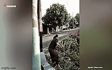 Video: Người phụ nữ dùng tay không bắt trăn 