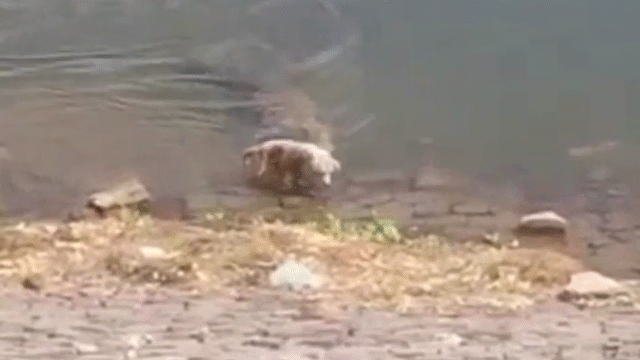 Video: Kinh hãi cảnh cá sấu khổng lồ lôi chó nhà xuống nước ăn thịt