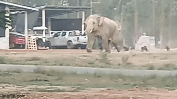 Clip: Bị chó truy đuổi, voi rừng bỏ chạy trối chết