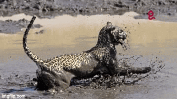 Video: Báo trổ tài bắt cá trê 