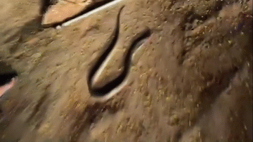 Video: Người đàn ông bị rắn hổ mang chúa phun nọc độc vào mắt