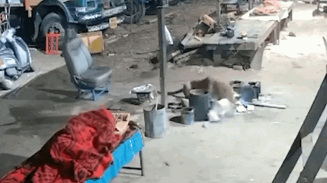 Video: Rùng mình khoảnh khắc báo hoa mai cắn cổ chó nhà ở Ấn Độ
