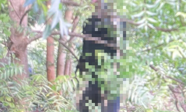 Đang đi chăn bò, tá hỏa phát hiện thi thể nam giới treo cổ trên đồi vắng