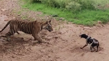 Video: Dọa nạt hổ, chó hoang bị đối thủ quật ngã