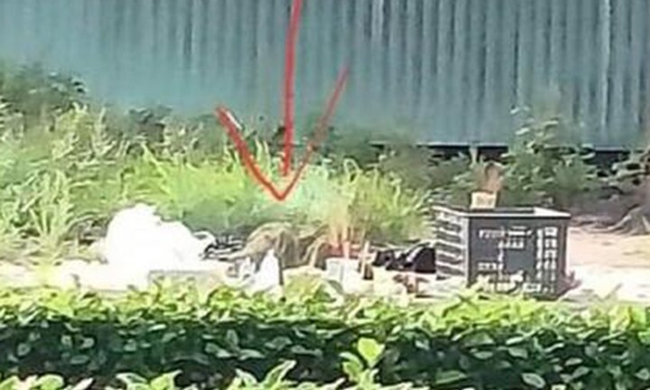 Phát hiện thi thể trẻ sơ sinh ở bãi rác tại Đồng Nai