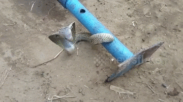 Video: Cố chui vào ống sắt dài 1,8m, rắn hổ mang chúa nhận cái