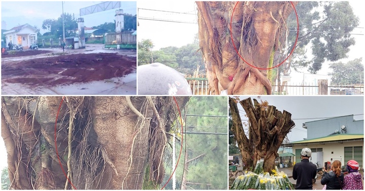 Cây si có hình thù giống 