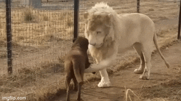 Clip: Sư tử trắng chủ động 