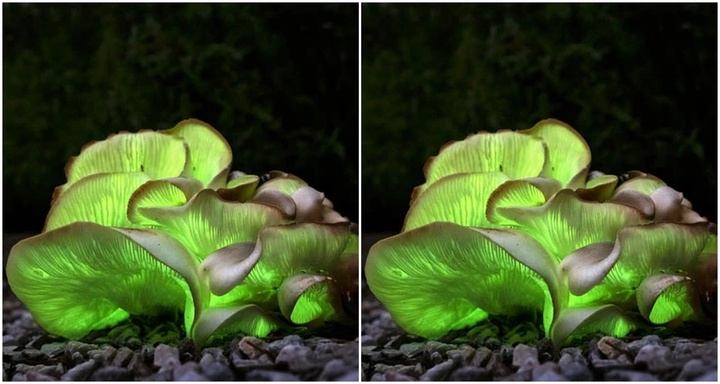 Tin thời sự nóng mới nhất ngày 24/11: 7 người ở Sa Pa bị ngộ độc do ăn nấm ma