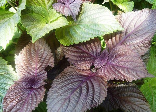 Công dụng tuyệt vời của nước lá tía tô