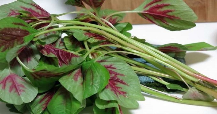 Công dụng cực tốt của loại rau được mệnh danh là “rau trường thọ”