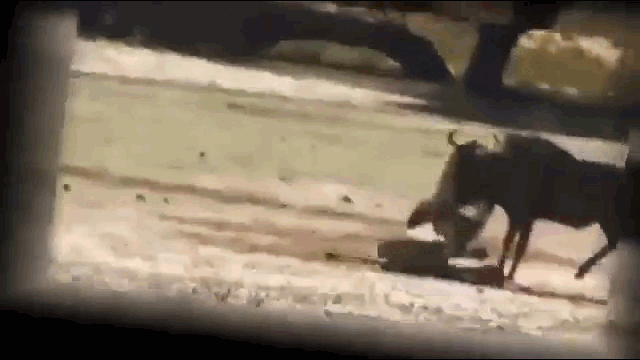 Video: Bị kẻ thù cắn chặt cổ họng, linh dương bật dậy phản đòn quyết liệt và cái kết