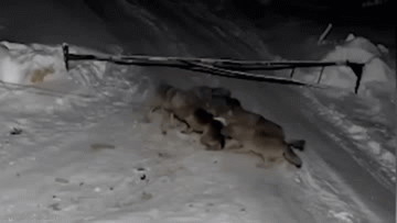 Video: Béc giê bị cả đàn sói tấn công trong đêm và cái kết ám ảnh