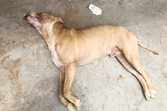 Vụ chó Pitbull 