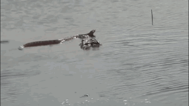 Video: Dám đi vào lãnh địa 