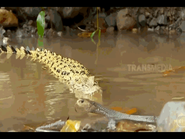 Video: Hổ mang chúa đụng độ cá sấu dưới nước, bên nào sẽ chiến thắng?
