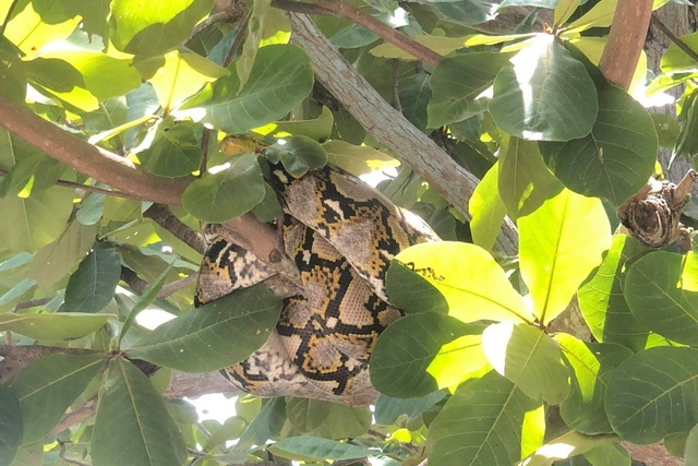 Giáo viên hốt hoảng phát hiện trăn 