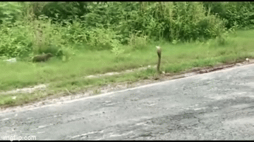 Video: Đụng độ thiên địch giữa đường, rắn hổ mang cực độc lĩnh cái kết thảm