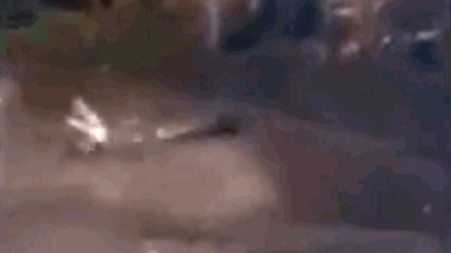 Video: Bị chó nhà tấn công, cá sấu nổi điên lao tới ngoạm chặt kẻ thù rồi quăng quật đến chết