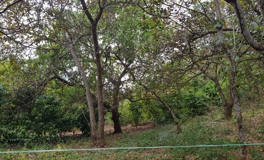 Vụ đi chăn bò, kinh hãi phát hiện thi thể treo trên cây trong rừng tràm: Nạn nhân không mặc áo