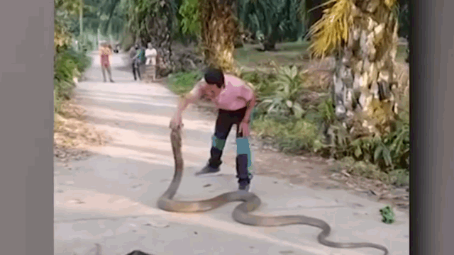 Video: Rùng mình cảnh người đàn ông tay không bắt hổ mang chúa khổng lồ
