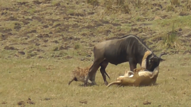 Video: Bị linh dương truy đuổi, sư tử vờ nằm xuống
