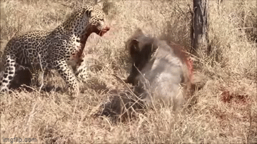 Video: Bị con mồi phản công, báo hoa mai tung đòn chí mạng, hạ sát lợn bướu 100kg