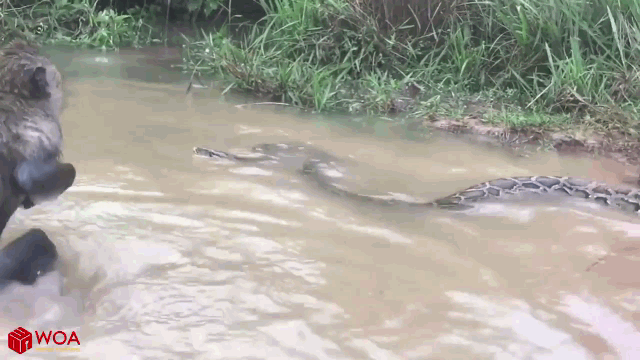 Video: Hung hăng tấn công trăn khổng lồ dưới nước, khỉ hiếu chiến nhận cái kết thảm