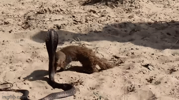 Cuộc chiến sinh tử giữa rắn hổ mang và 