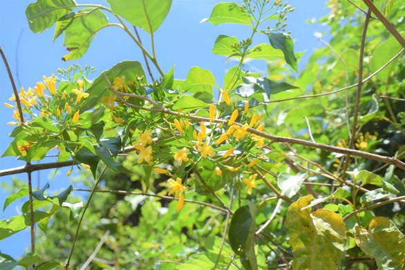 Vụ học sinh lớp 10 ăn lá ngón tự tử ở Quảng Nam: Hé lộ nguyên nhân