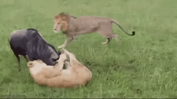 Video: Một mình đối đầu 2 con sư tử, linh dương đầu bò nhận cái kết thảm