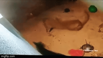 Video: Báo hoa mai ngoạm trúng cổ chó nhà rồi lôi đi trong đêm