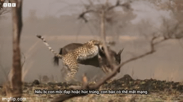 Video: Báo săn tăng tốc siêu đỉnh, hạ sát linh dương đầu bò trong 3 giây